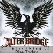Il testo NEVER BORN TO FOLLOW degli ALTER BRIDGE è presente anche nell'album Ab iii (2010)