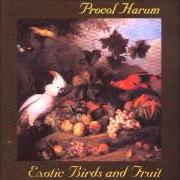 Exotic birds and fruit