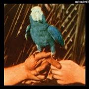 Il testo CHEMICAL SWITCHES di ANDREW BIRD è presente anche nell'album Are you serious (2016)