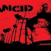 Il testo STAND YOUR GROUND dei RANCID è presente anche nell'album Indestructible (2003)