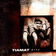 Il testo RAINING DEAD ANGELS dei TIAMAT è presente anche nell'album Amanethes (2008)
