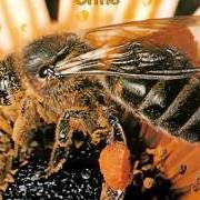 Piccola rapsodia dell'ape