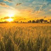 Fields of grace