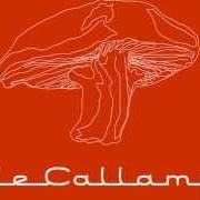 Il testo AMOR VIOLENTO dei CAFÉ TACUBA è presente anche nell'album Vale callampa (2002)