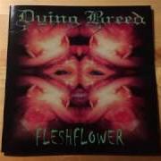 Il testo CHIPELAND di DYING BREED è presente anche nell'album Fleshflower (2000)