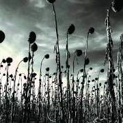Il testo CHILDREN OF THE SUN dei DEAD CAN DANCE è presente anche nell'album Anastasis (2012)