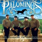 Il testo ESTA NOCHE dei LOS PALOMINOS è presente anche nell'album Me enamore de un angel (2008)