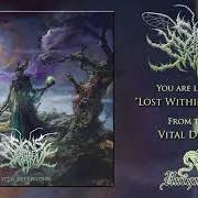 Il testo LOST WITHIN REFLECTION di SIGNS OF THE SWARM è presente anche nell'album Vital deprivation (2019)