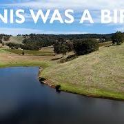 Denis was a bird