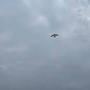 Forever howlong (collector's edition)