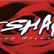 Il testo BECAUSE di ESHAM è presente anche nell'album Dead flowerz (1996)