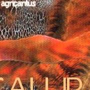 Il testo ORBI TERRARUM degli AGRICANTUS è presente anche nell'album Calura (2002)