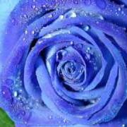 Una rosa blu