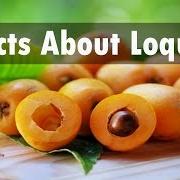 Loquat