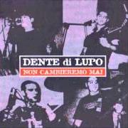 Dente Di Lupo