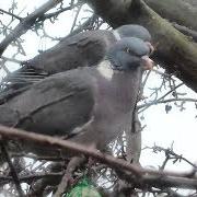 Woodpigeon