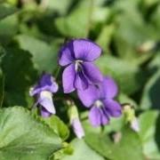 Wild Violets