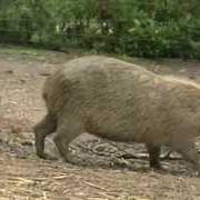 Capibara