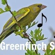 Greenfinch