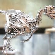 Deinonychus