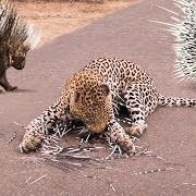 Porcupine Defense