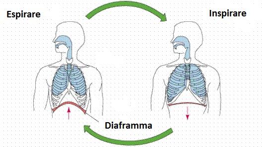 La respirazione diaframmatica: cos'è? e quanto è importante per i cantanti.