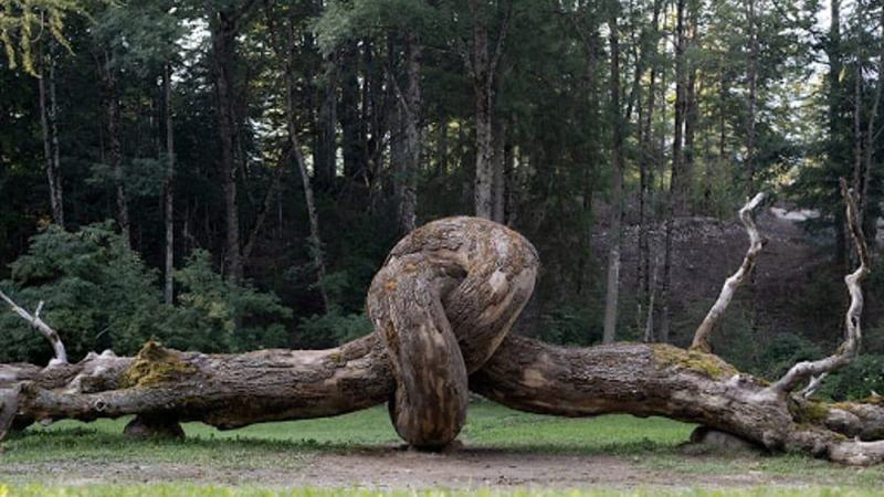 Concerto in Val di Sella: si paga in alberi