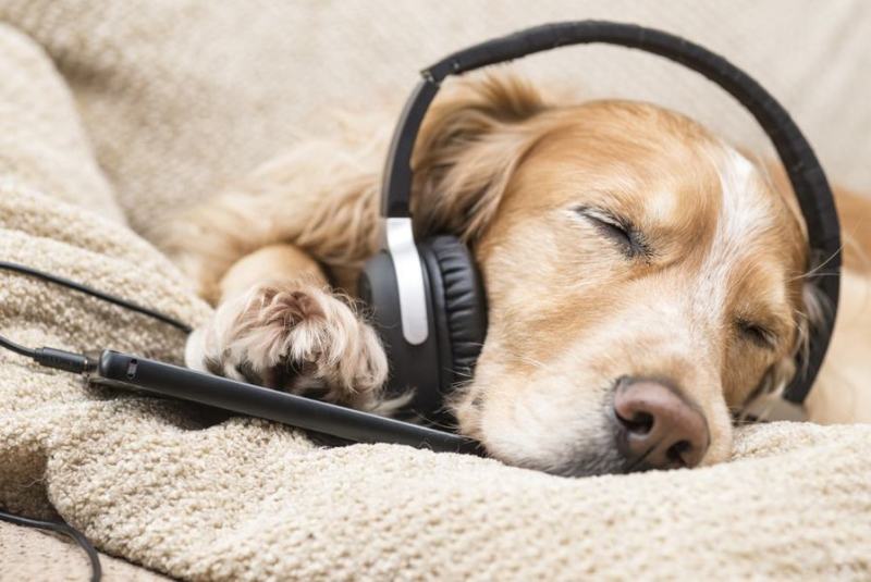Spotify: ecco la playlist per i cani che restano soli a casa